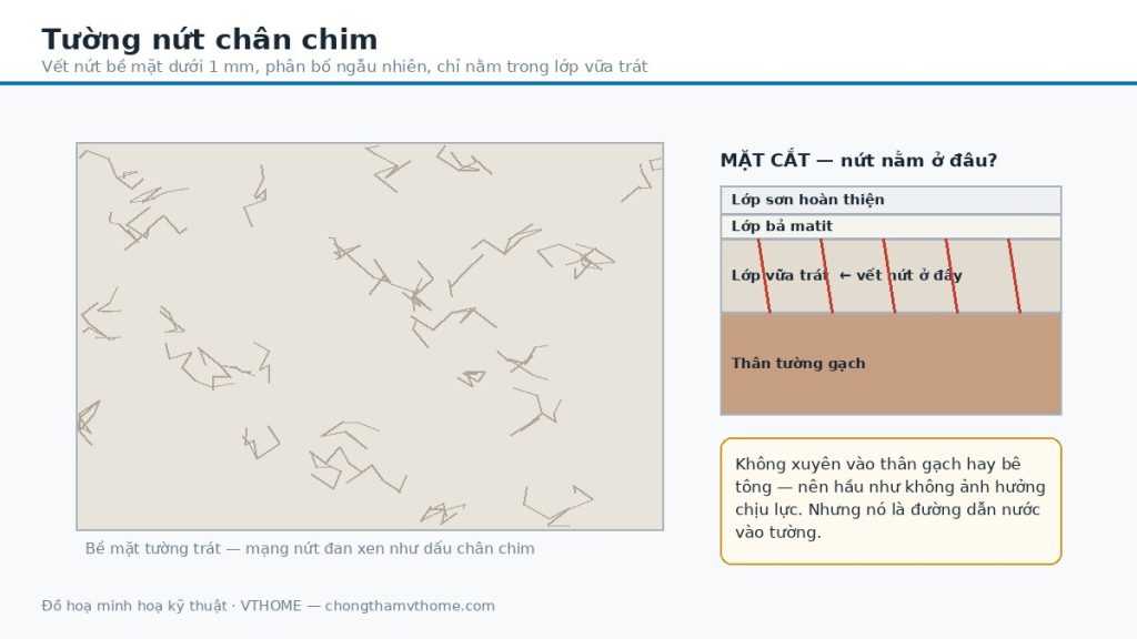Bề mặt tường nứt chân chim dạng mạng lưới và mặt cắt cho thấy nứt chỉ nằm trong lớp vữa trát
